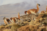 Female Puma Escacha leaps forward hunting Guanacos, Torres del Paine