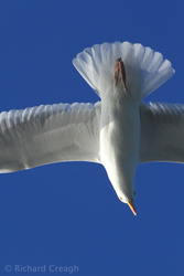 Herring Gull