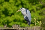 Grey Heron