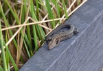 Common Lizard