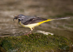 Wagtails,Pipits portfolio