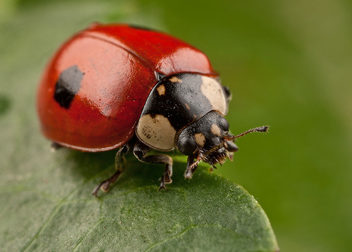 2-Spot Ladybird - [i]Adalia bipunctata[/i]. Warwickshire - July, 2012.