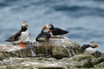 Puffins