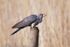 Cuckoo (Cuculus canorus) male eating grub