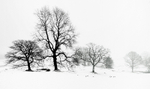 Lake District Tees In The Snow 2936422