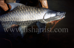Mahseer Closeup.