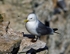 Kittiwake