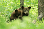 Black Bear cubs in forest, Minnesota, USA