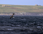 Gannet (immature) diving off Ness of Duncansby, Scotland