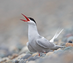 Arctic Tern - Sterna paradisaea