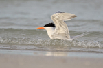 Royal Tern (breeding adult) bathing, Fort De Soto Park, Florida