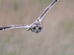 Short-eared Owl - Asio flammeus