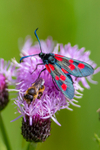 Six-Spot Burnet Zygaena filipendulae-6249