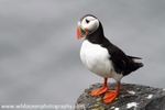 SBA015: Puffin portrait