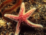 Leptasterias muelleri