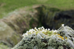 Flower and Rock 1