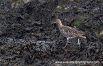 SWB013: Curlew