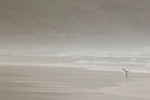 Gentoo lands on misty day, Saunders Island, Falklands