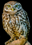 little owl  athena noctua-120
