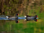 Moorhens