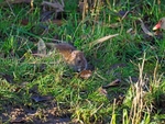 Brown Rat