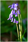 The Bluebells, Portglenone Forest (IMG1045)