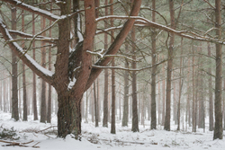 Hankley blizzard