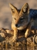 Golden light Jackal