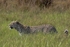 Leopard on the Move