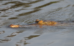 Faux gavial
