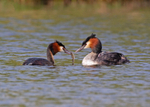 Great Crested Grebe - Podiceps cristatus