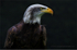 Alaskan Bald Eagle