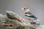 Hawfinch  1901-17497