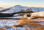 Barn and trees beneath Shutlingsloe (2)