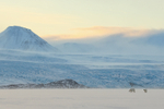 Polar Bears at dawn, Svalbard, Norway