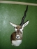 Blackbuck - one horn