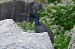 Shag