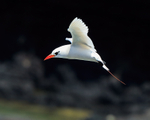 Red-tailed Tropicbird against dark cliffs, Kilauea Point, Kauai