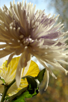 Flowers Set 2 - 01