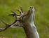 Fallow Deer ref fd 13c