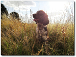 Pets-professional-house-sitting-Mayfair