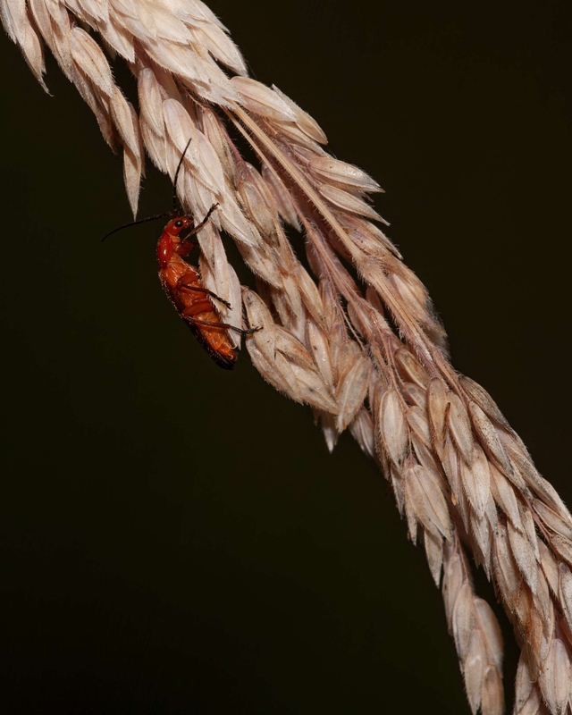 Common Soldier Beetle - Dee Estuary