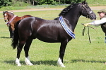 SIAL7126