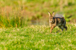 wild rabbit Oryctolagus cuniculus-8876