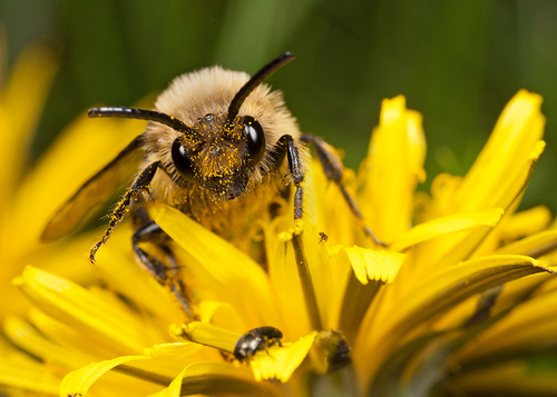 Feeding on a dandelion flower. Warwickshire, April 2012.