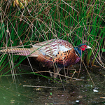 Pheasant2