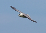 Fulmar