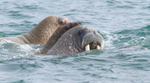 Walrus trio, Svalbard