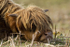 " TEENAGER ", Highland Cow, Isle of Mull