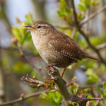Wren perched on a branch at Otmoor